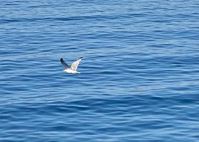 Ray Φλογητά